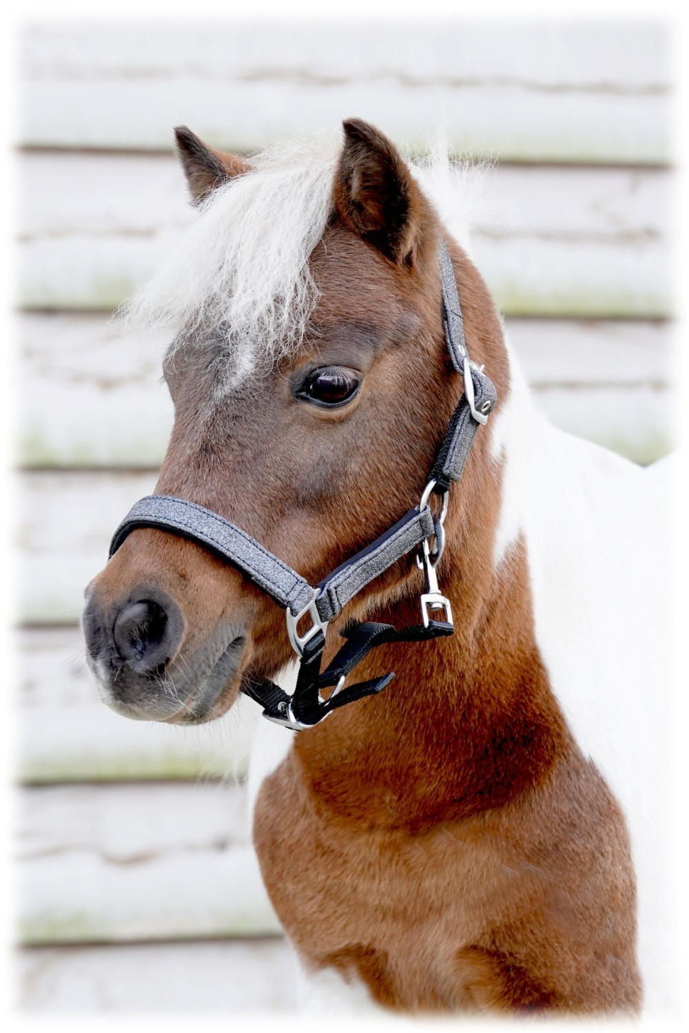 HB Glitter Shine Halter