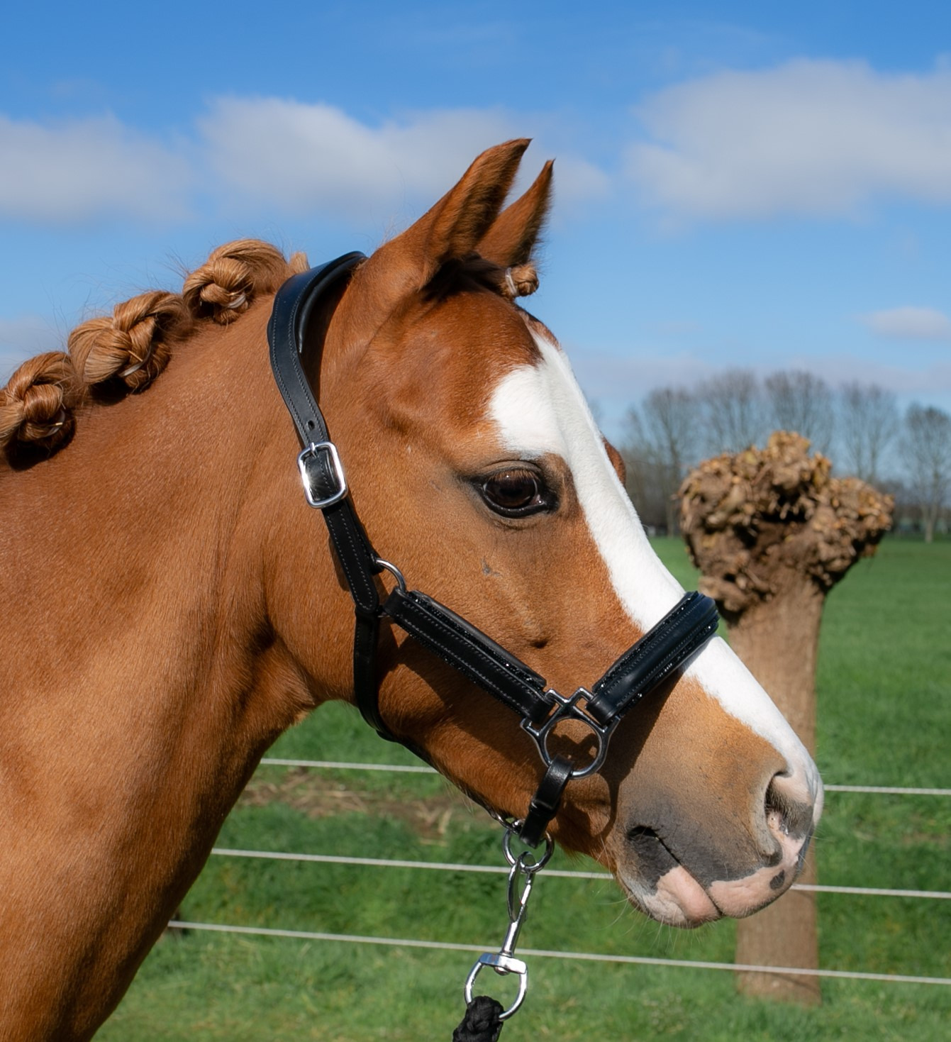 HB Showtime Halter Little Sizes Leather Glitty