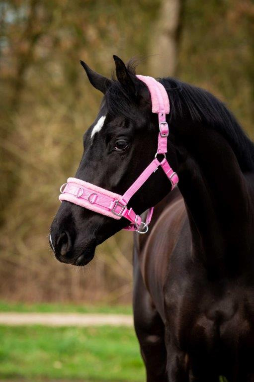 HB Nylon Cavesson Halter
