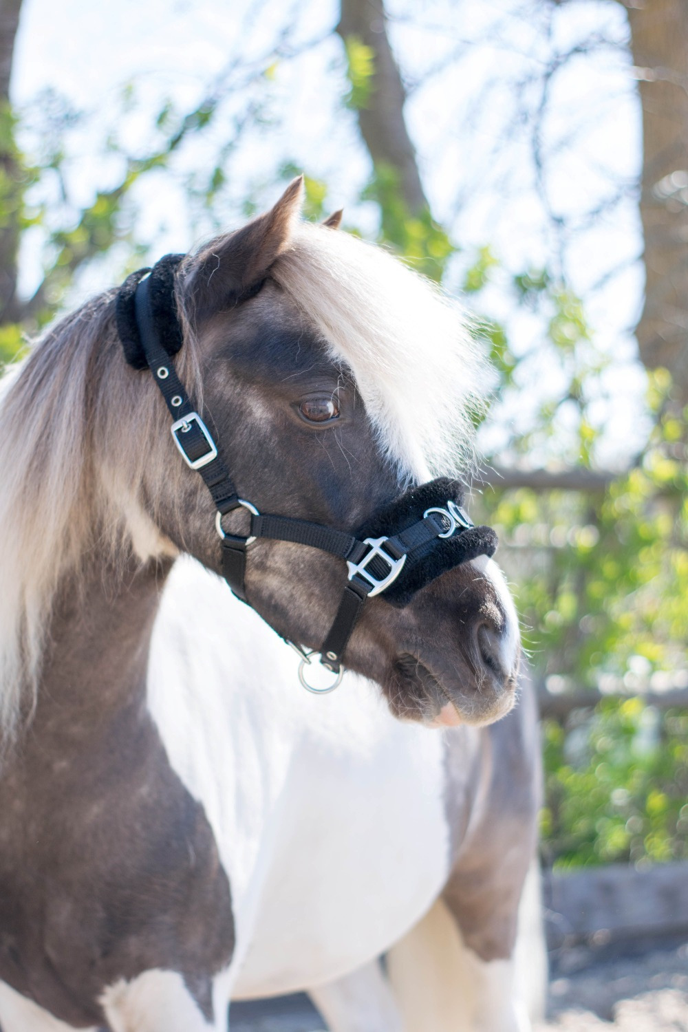 HB Nylon Caveson Halter Little Sizes