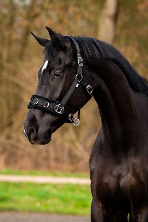 HB Nylon Cavesson Halter
