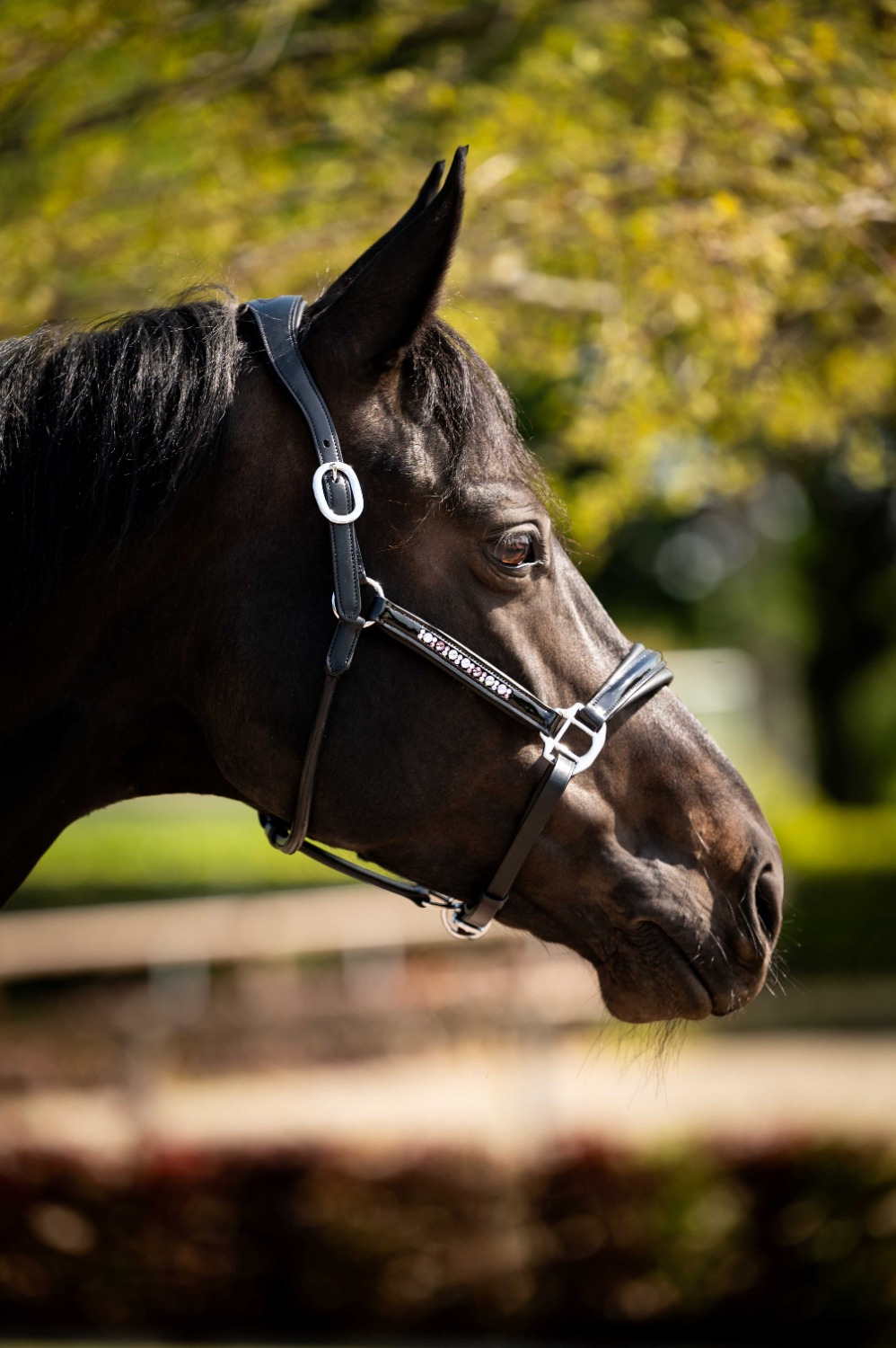 HB Showtime Pasadena Leather Halter