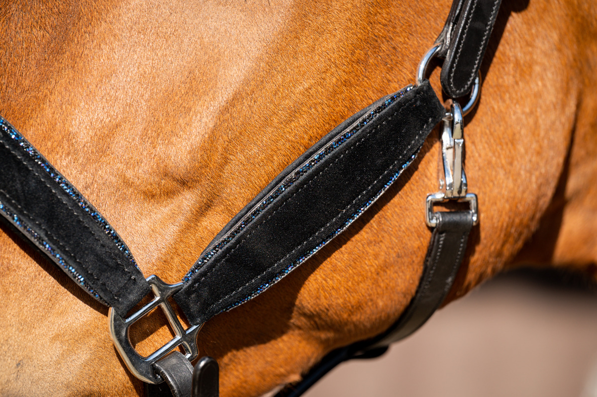 HB Showtime Wisconsin Halter