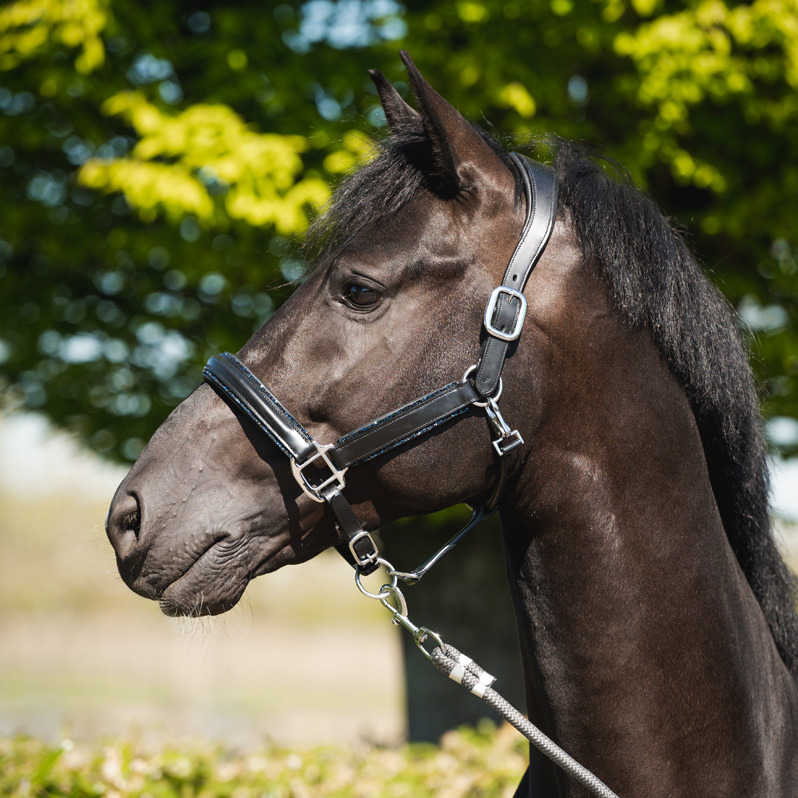 HB Showtime Halter Glitty