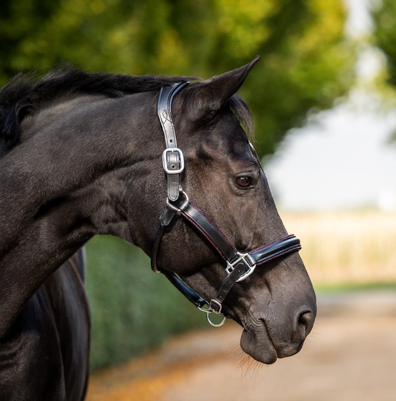 HB Showtime Halter Glitty