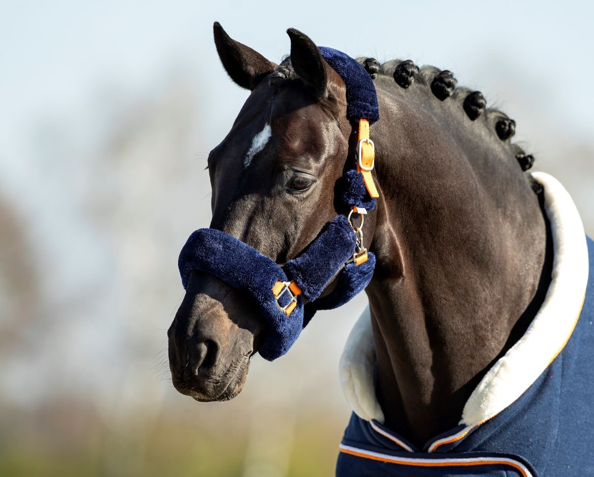 HB Showtime Blue Moon Fluffy halter
