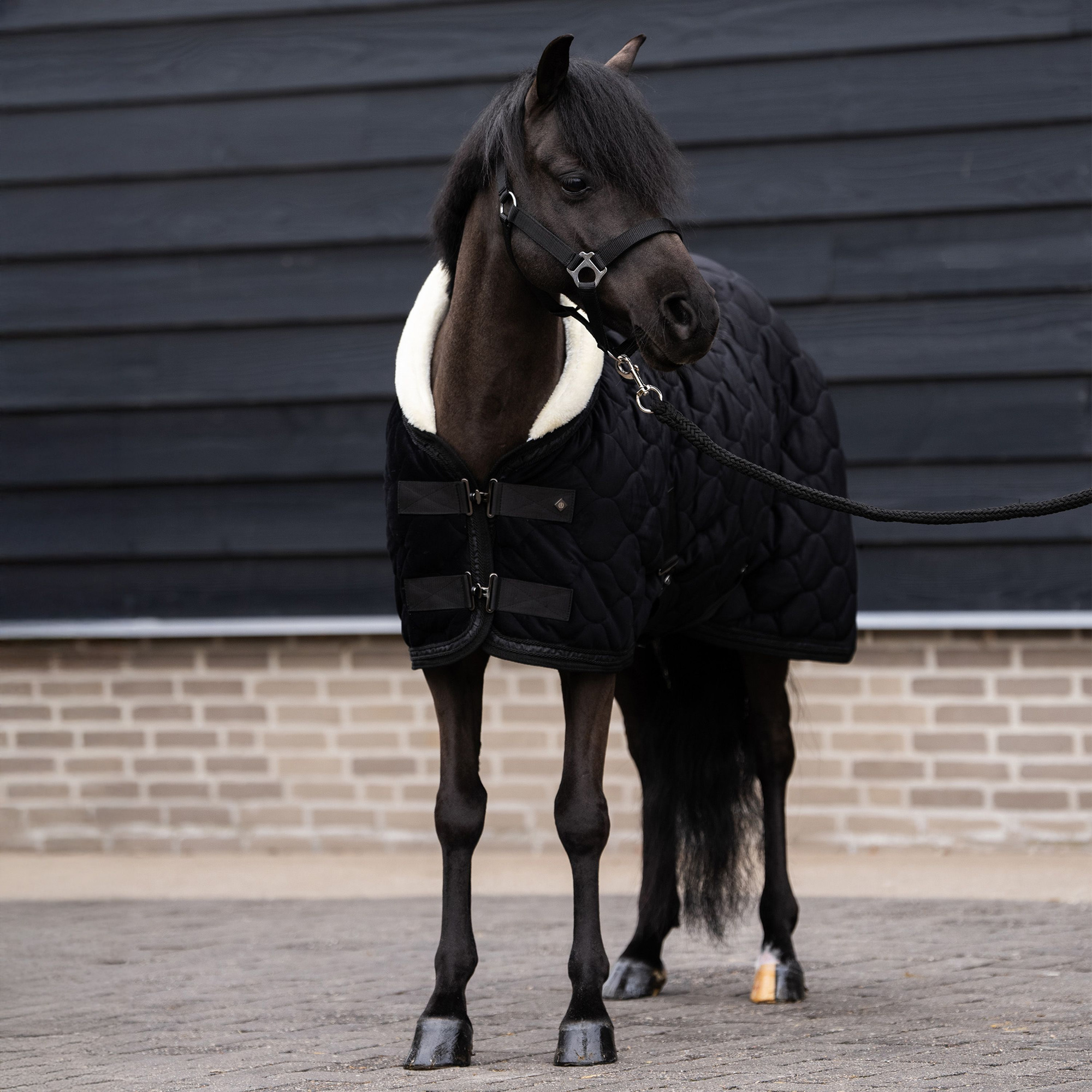 Imperial Riding FW26 Show Rug IRHBandit