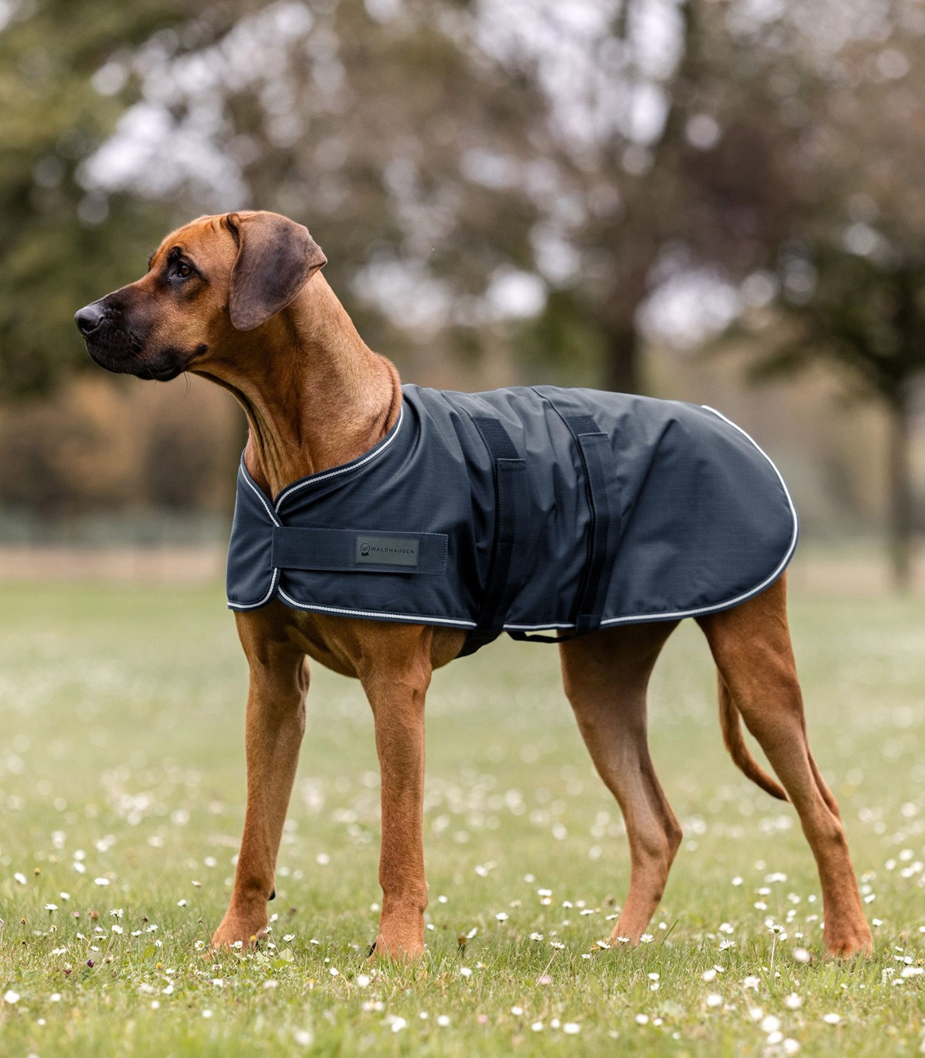 Waldhausen Rain Dog Rug