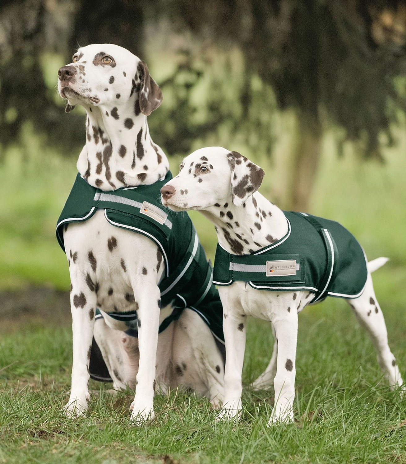 Waldhausen Rain Dog Rug