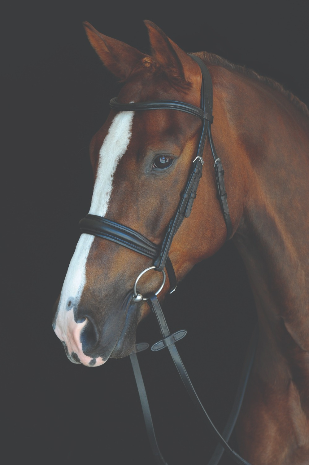 Collegiate Mono Crown Padded Raised Cavesson Bridle