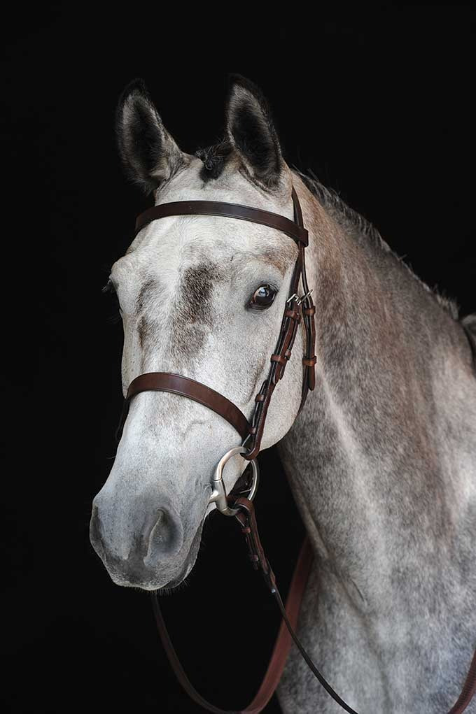 Collegiate Hunter Bridle IV