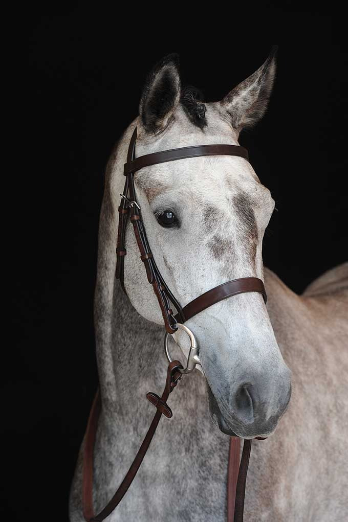 Collegiate Hunter Bridle IV