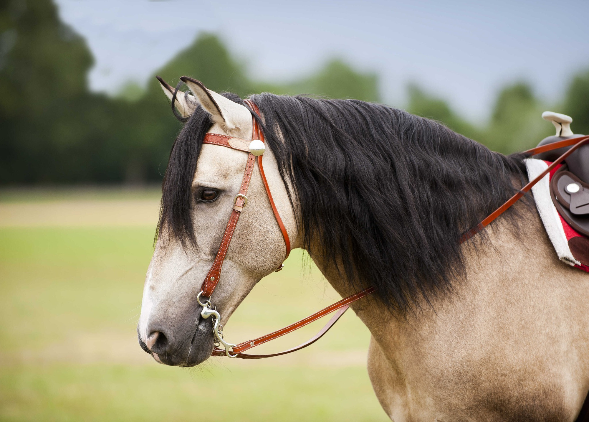 Westride Randol's Two-Tone Bridle