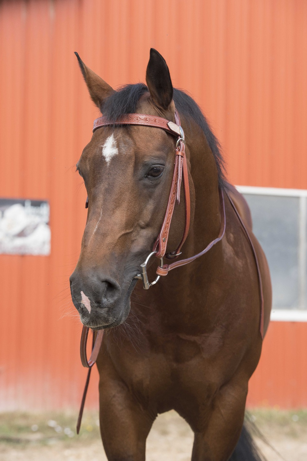 Westride Randol's Two-Tone Bridle