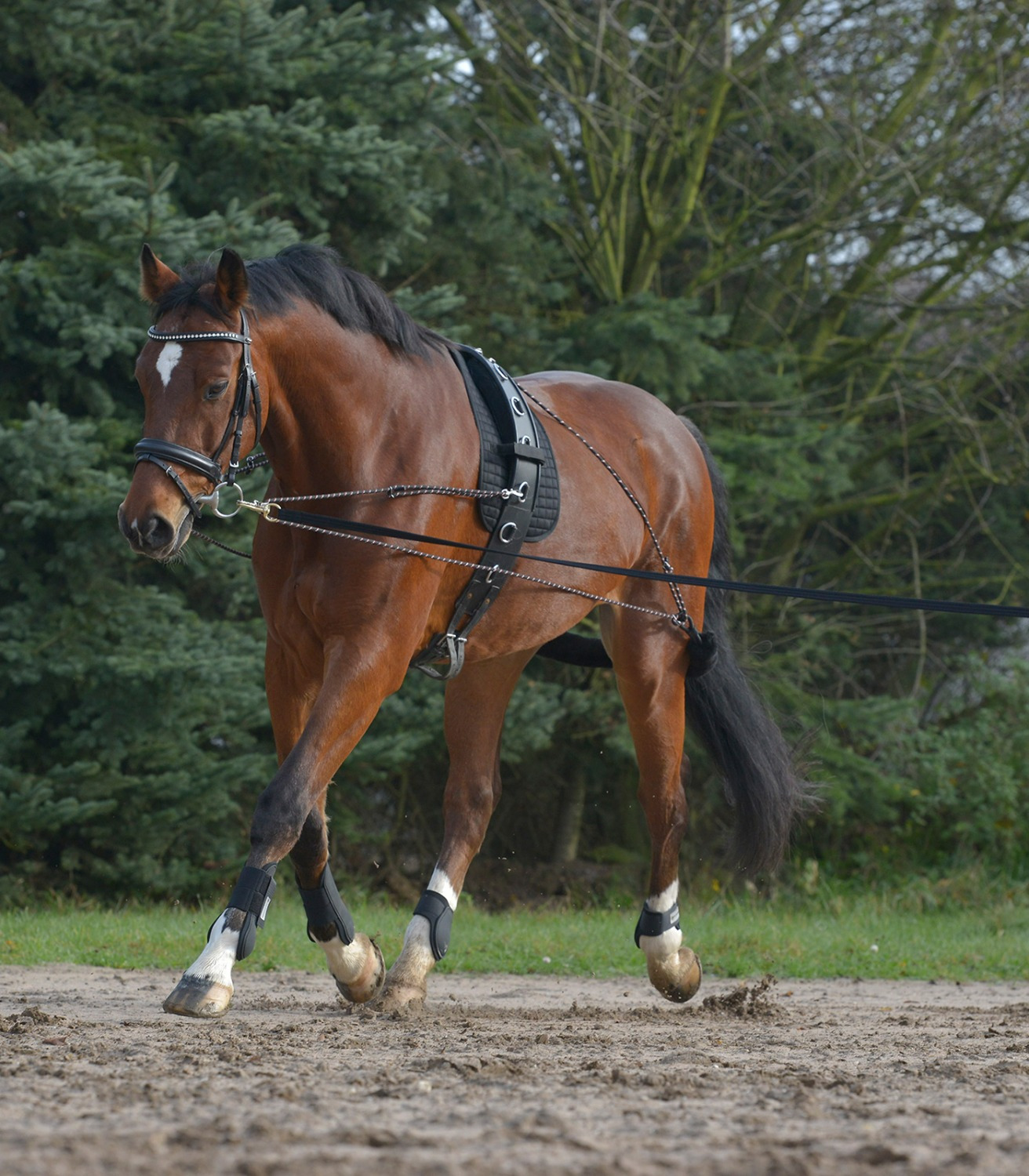 Waldhausen Lunging Support System