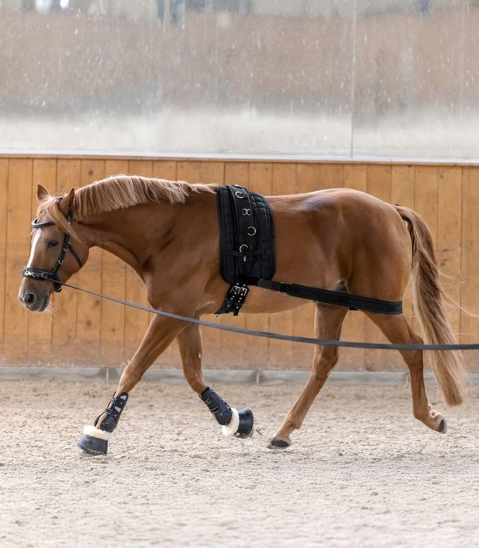 Waldhausen Elastic Lunging Aid
