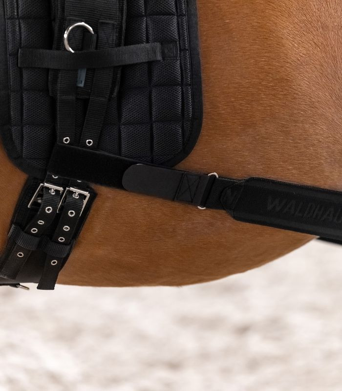 Waldhausen Elastic Lunging Aid