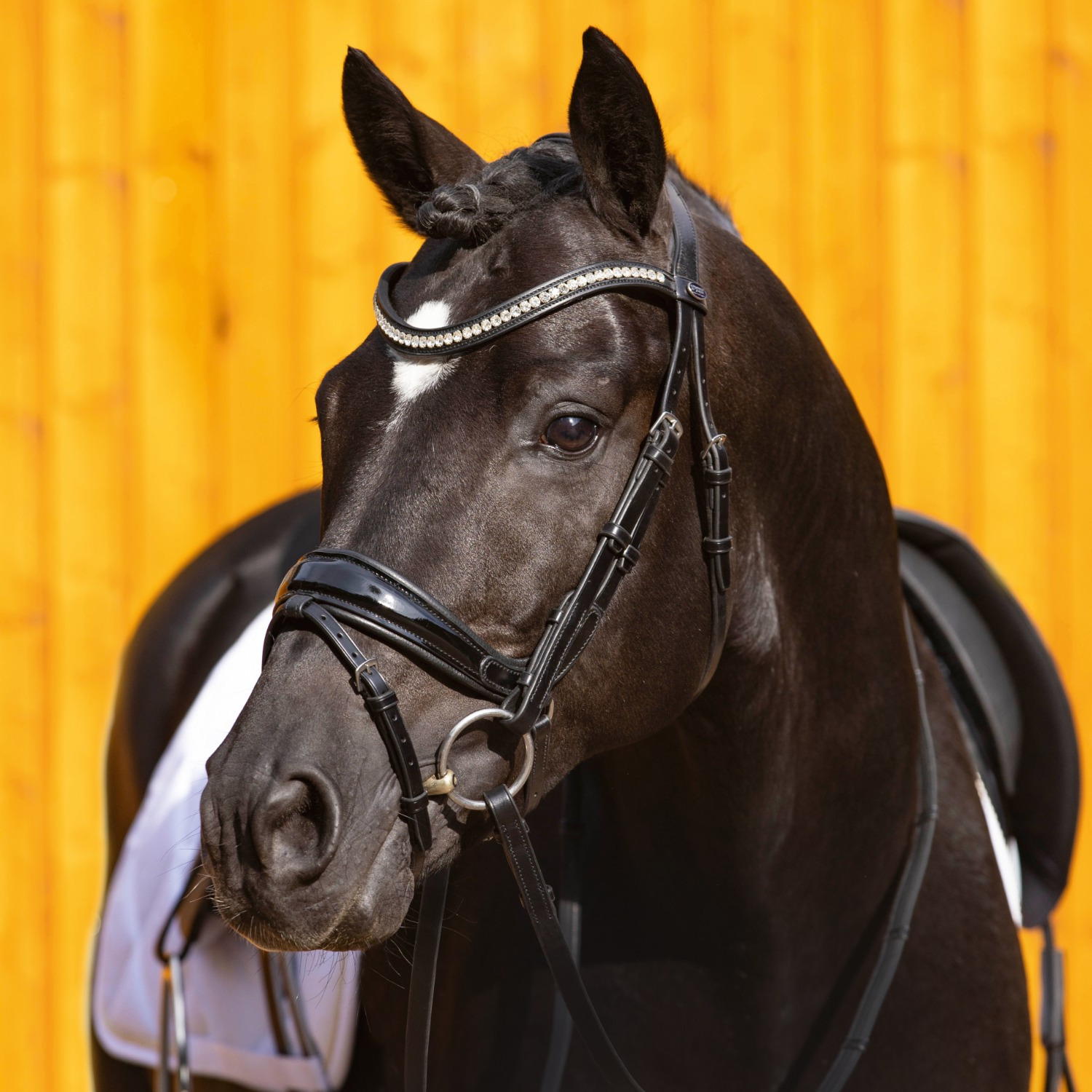 Passier Starlight Trense