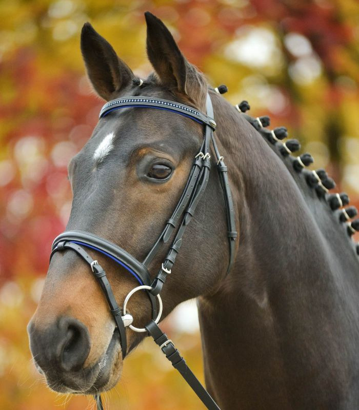 Waldhausen Bridle Diamond