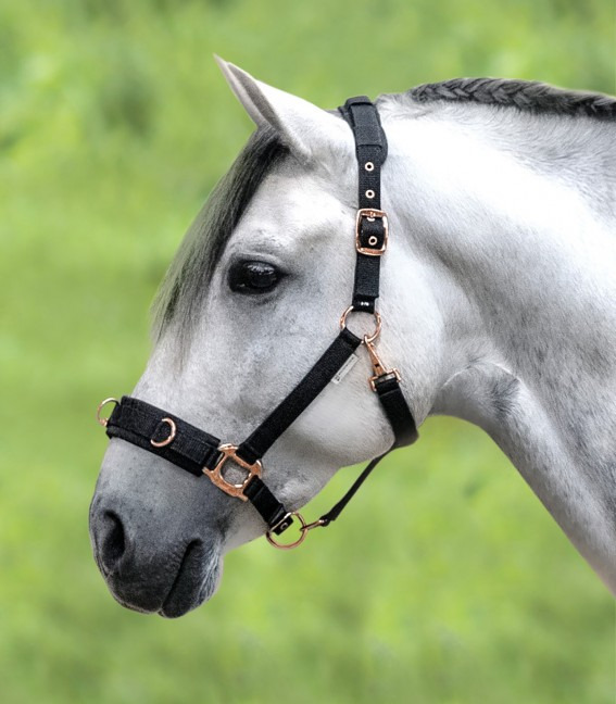 Waldhausen Lunging Halter Rosé
