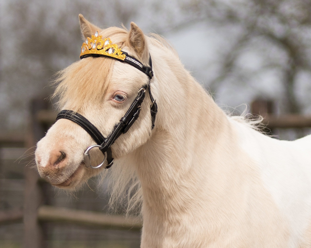 QHP Kroon paard