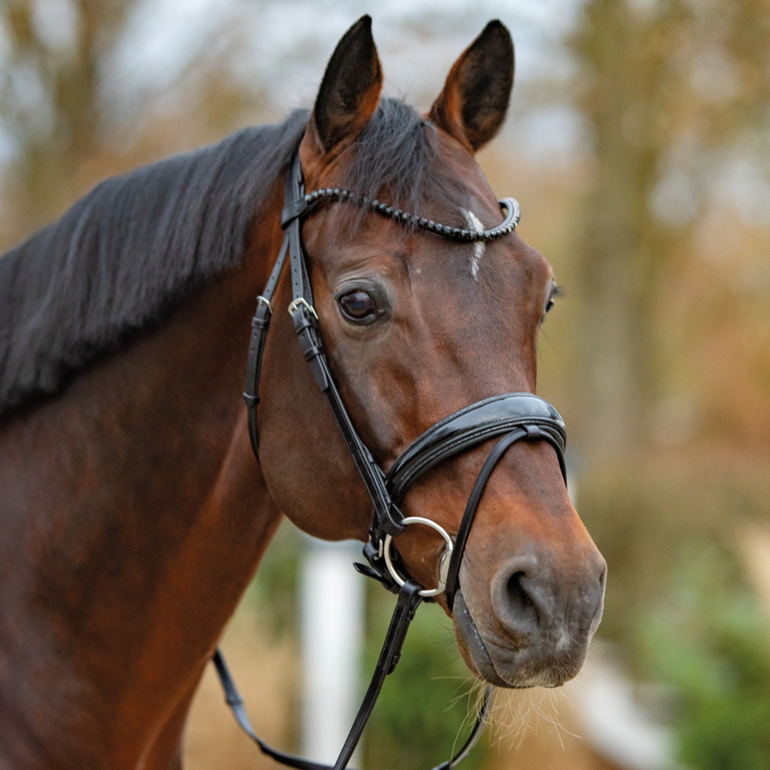 Passier Trense Noblesse