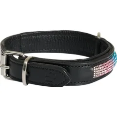 HorseGuard FW26 Hundehalsband Regenbogen