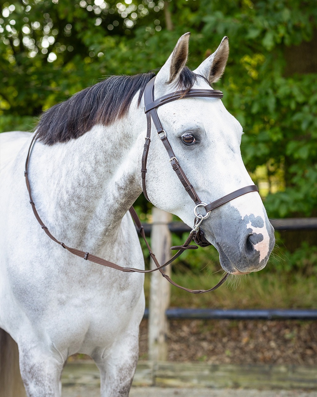 QHP Bitless Bridle Ceto