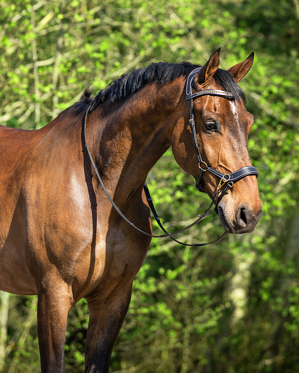 QHP Bitless Bridle Anatomical