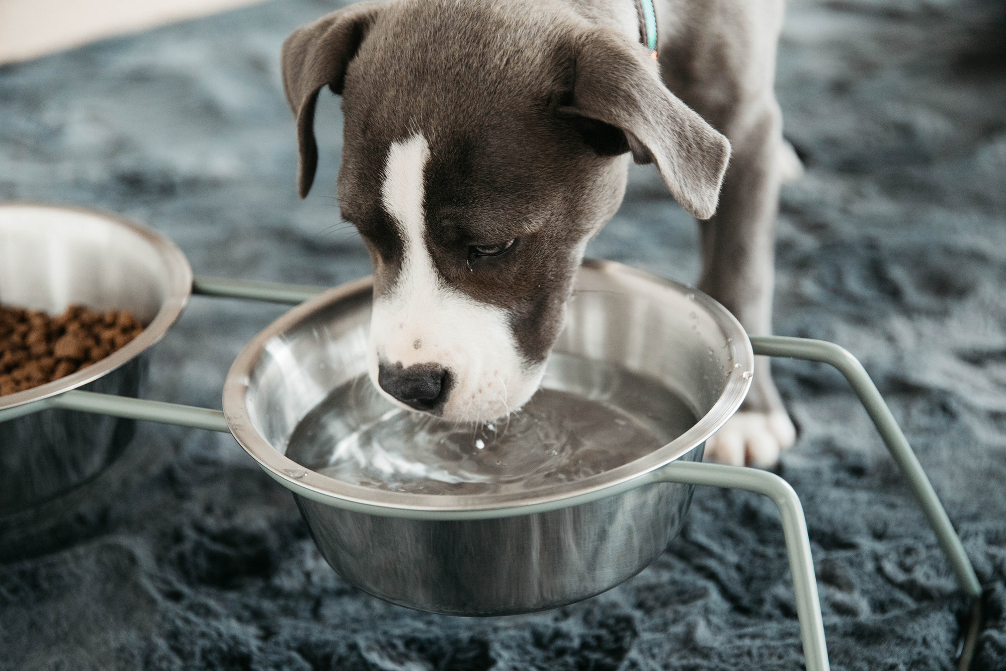 Kentucky Dog Bowl Comfort Medium