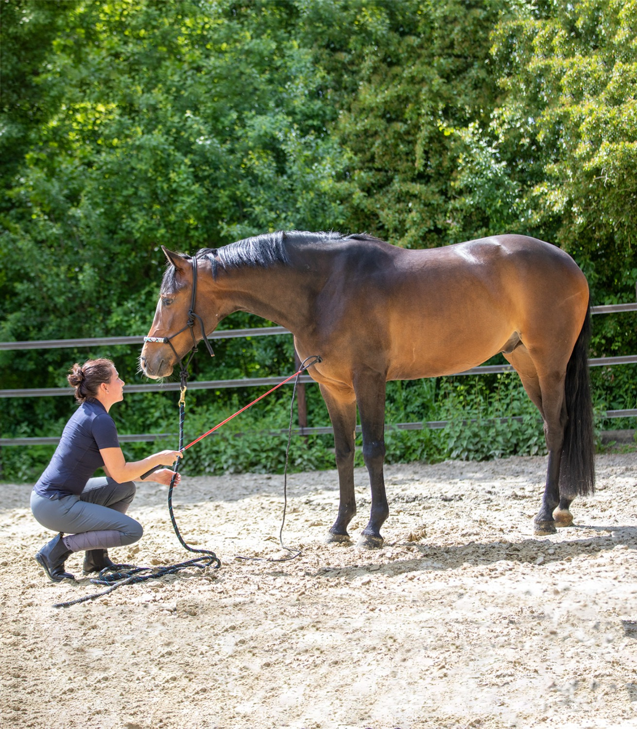 Waldhausen Horsemanship Contact Stick