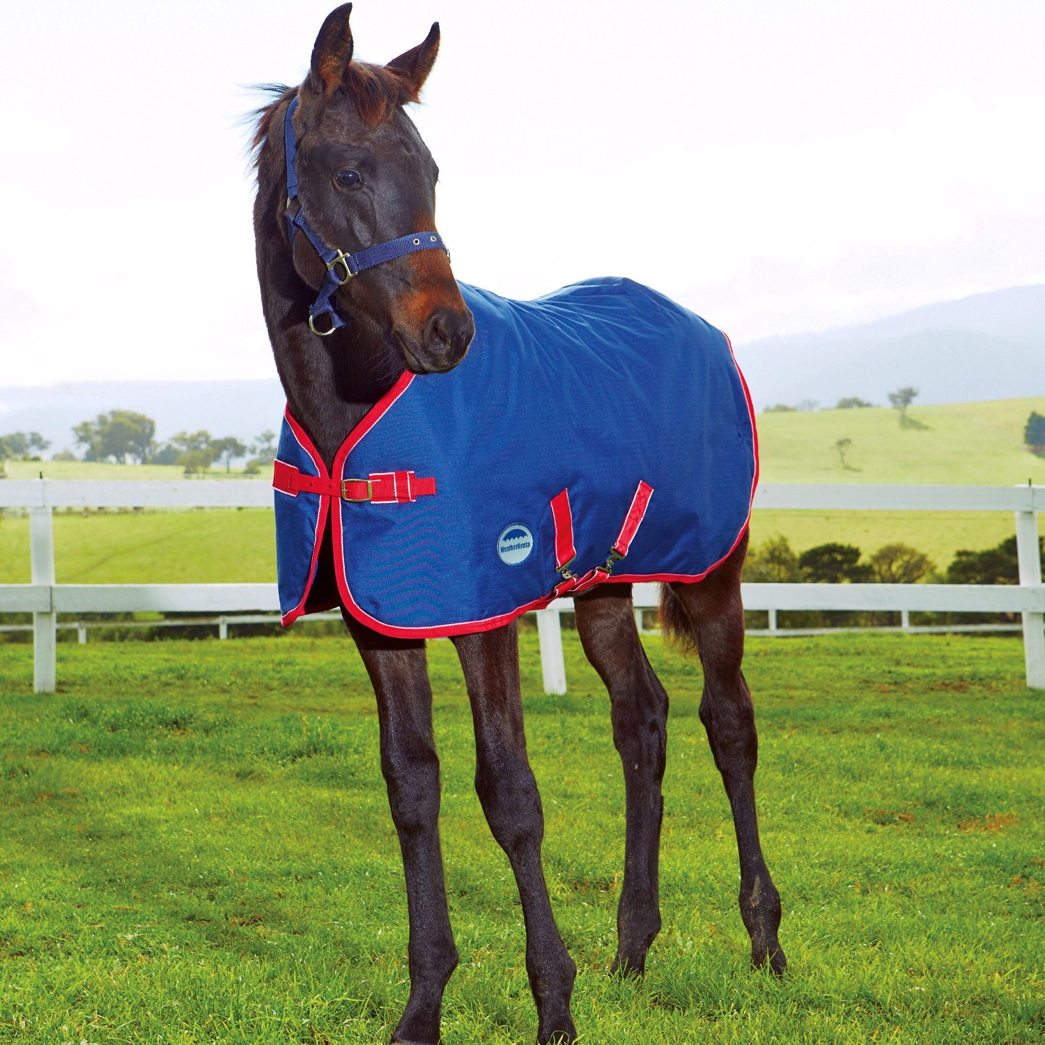 Weatherbeeta Foal Rug Standard Neck Medium II