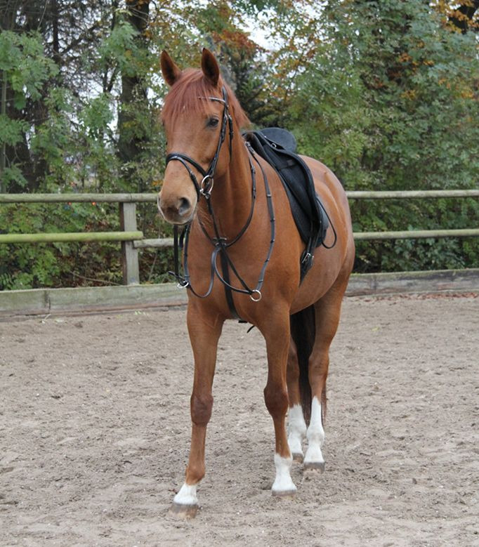 Waldhausen Martingale X-Line