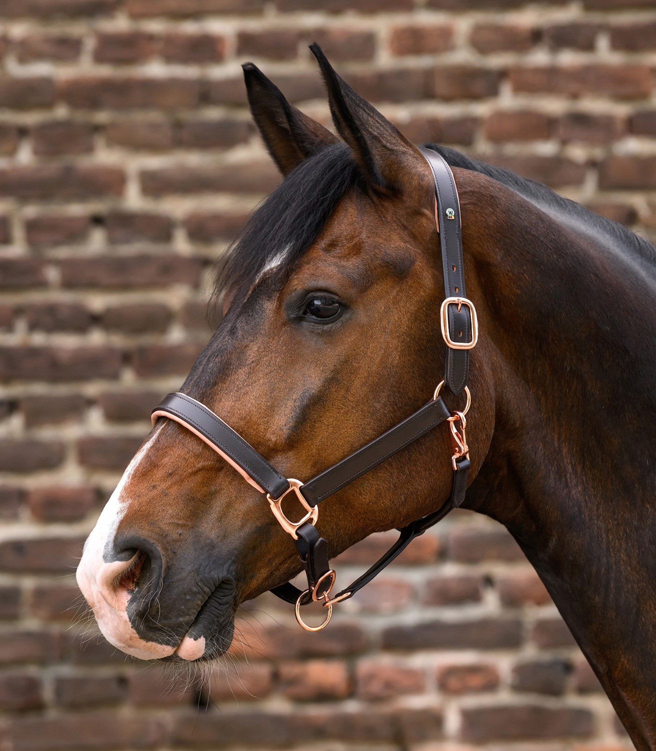 Waldhausen X-Line Leather Halter Rosé