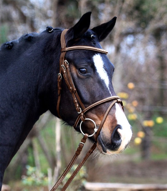 Waldhausen X-Line Bridle Santander