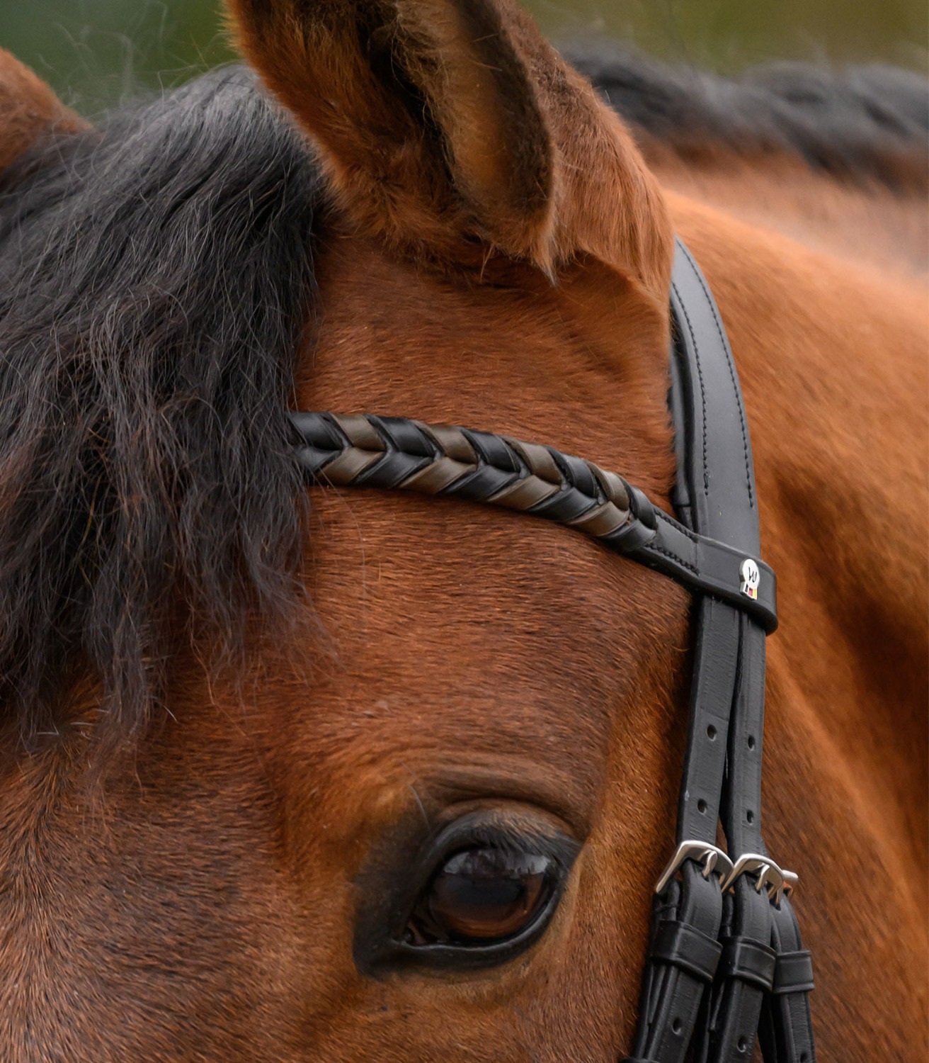 Waldhausen X-Line Browband Braided