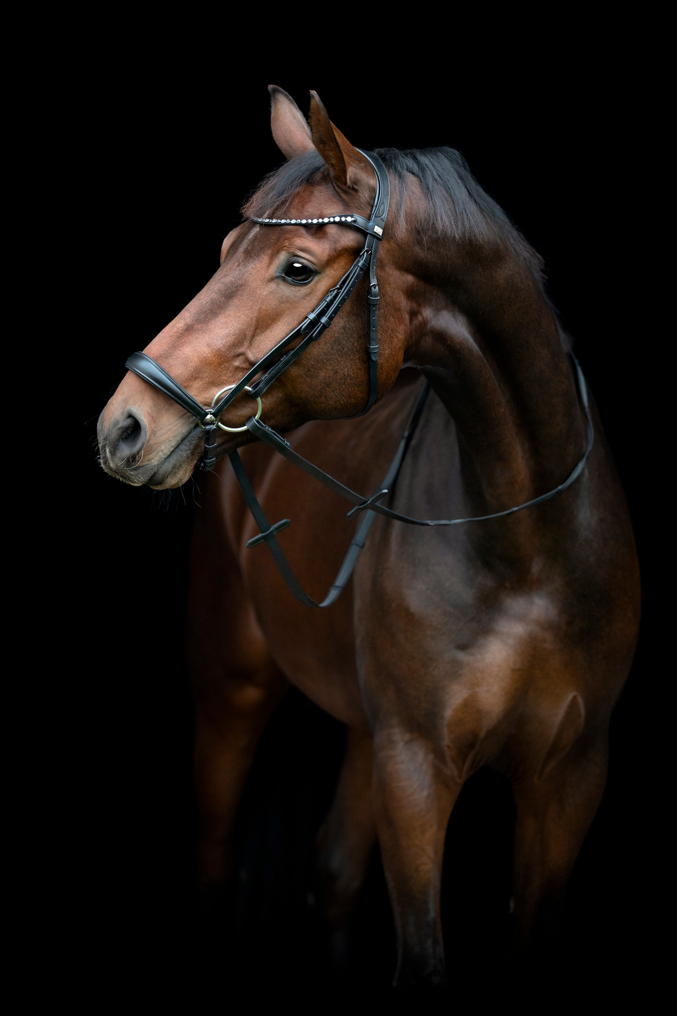 Horseguard FW25 Cryll 25.2 Trense mit hannoverschem Reithalfter
