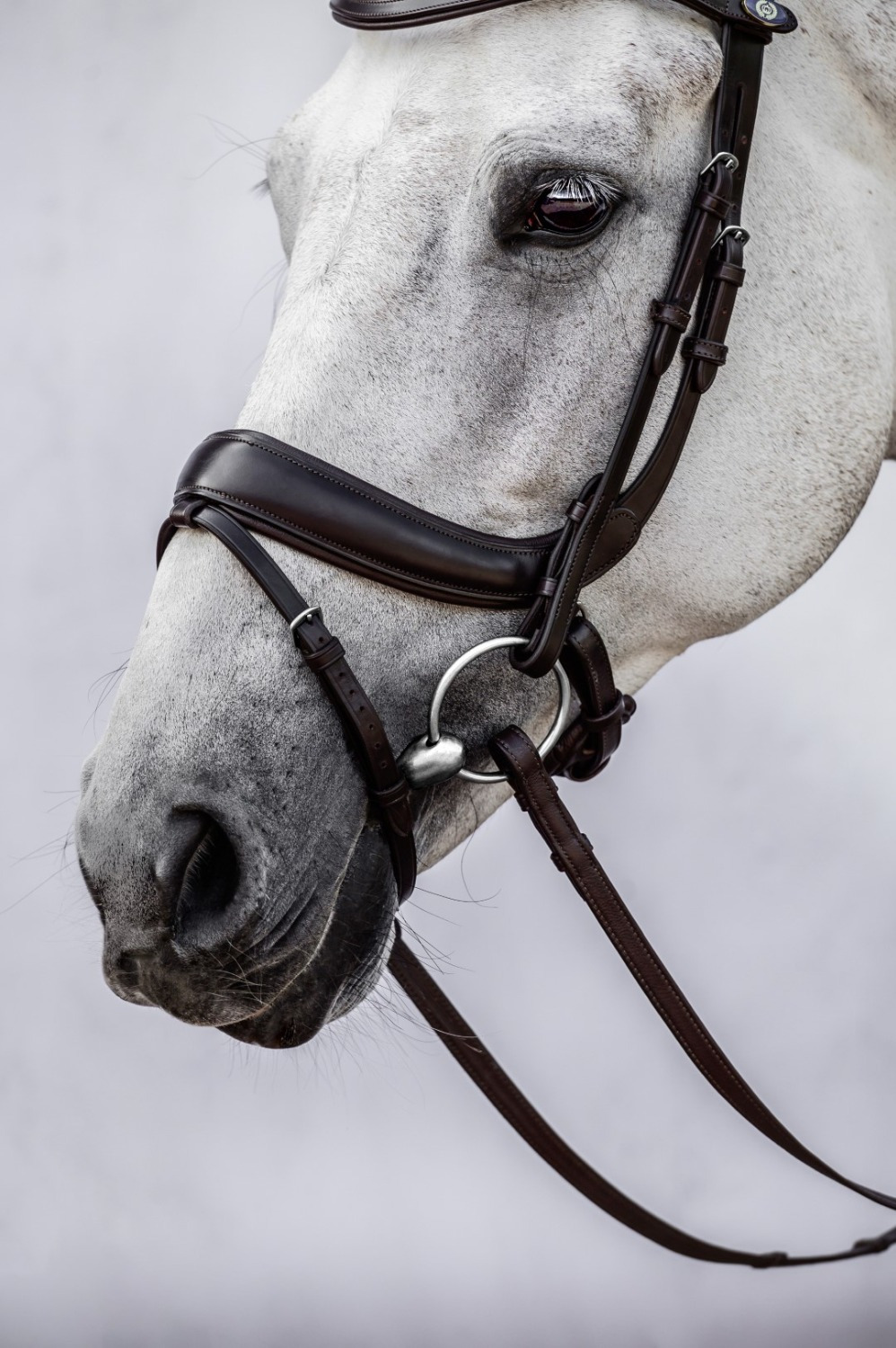 PS of Sweden Paladin anatomical bridle