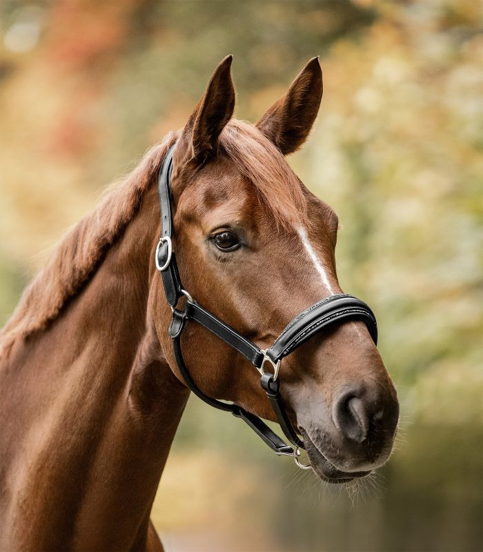 Waldhausen S-Line Leather Halter Glamour