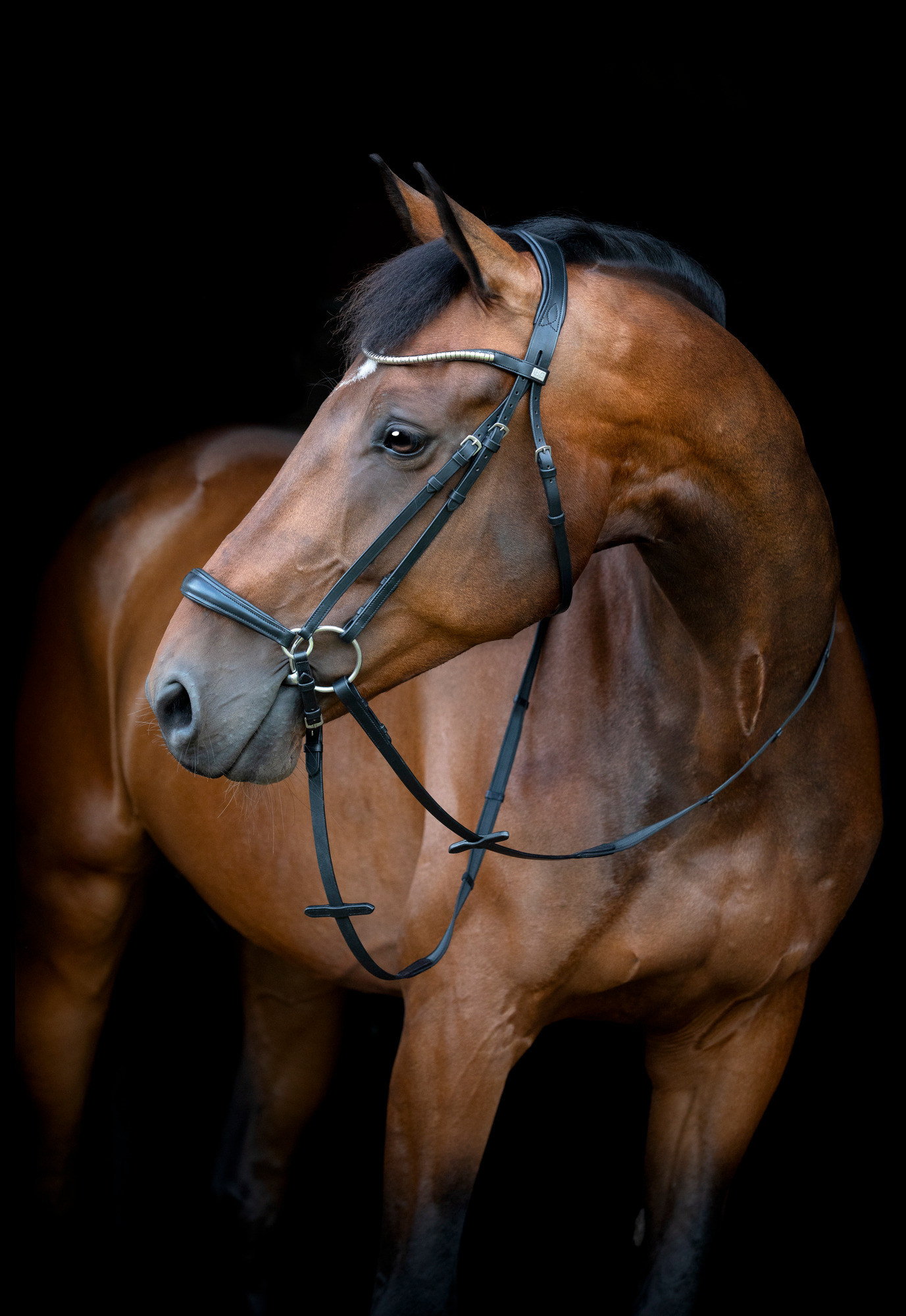 HorseGuard SS26 Cryll 26.1 Trense mit hannoverschem Reithalfter