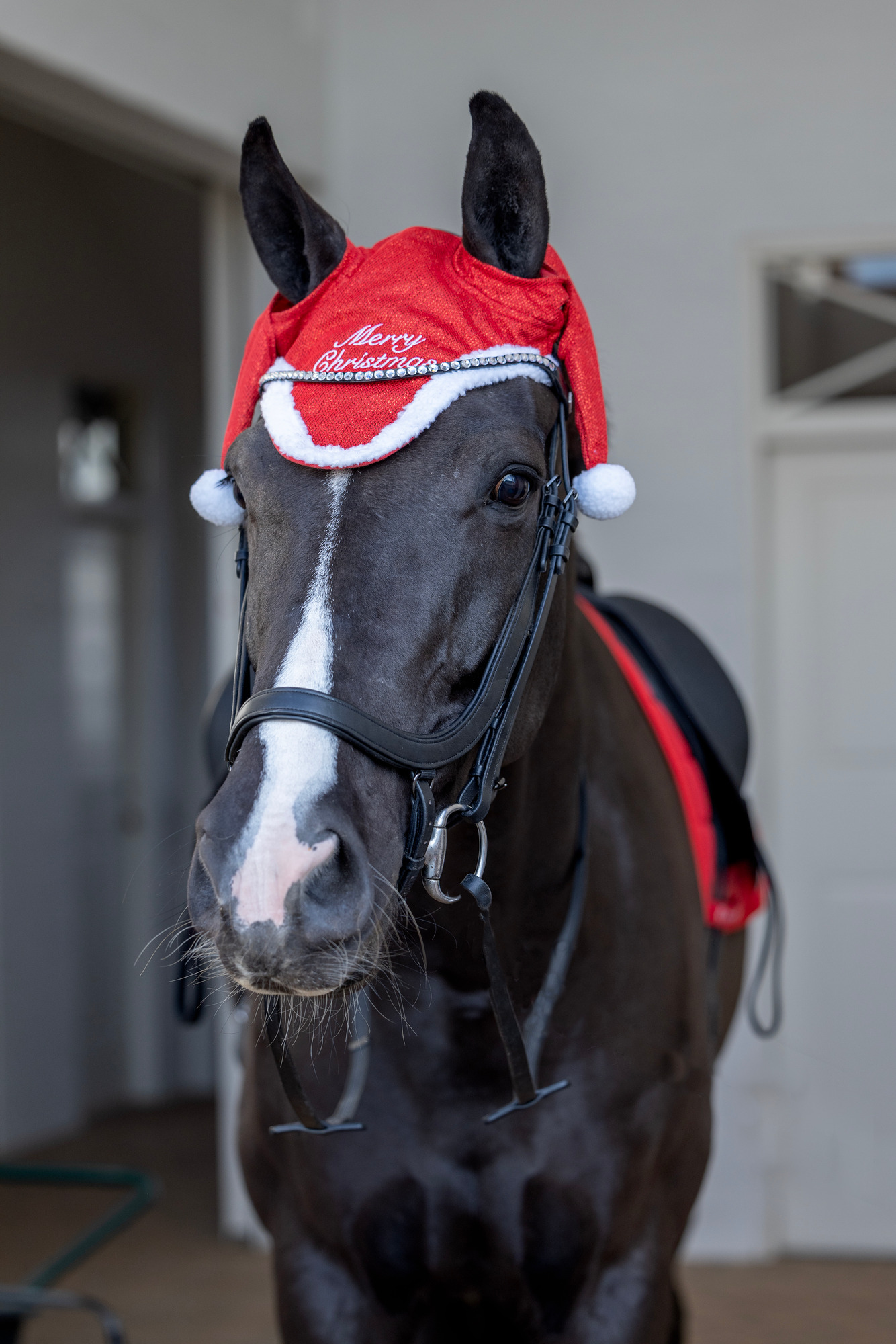 HorseGuard FW26 Fliegenhaube Weihnachten Glitzer