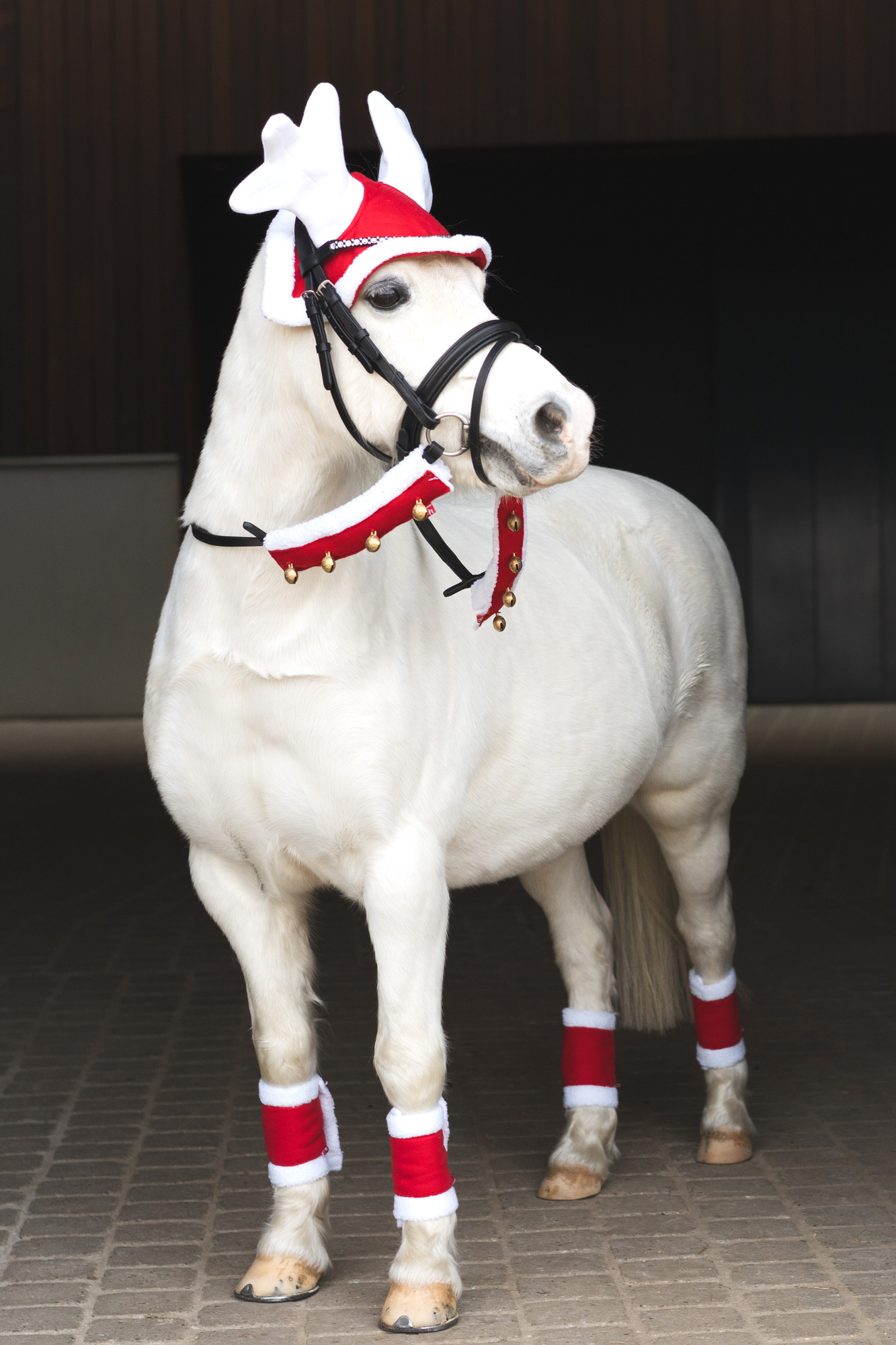 HorseGuard FW26 Zügelbommeln Weihnachten