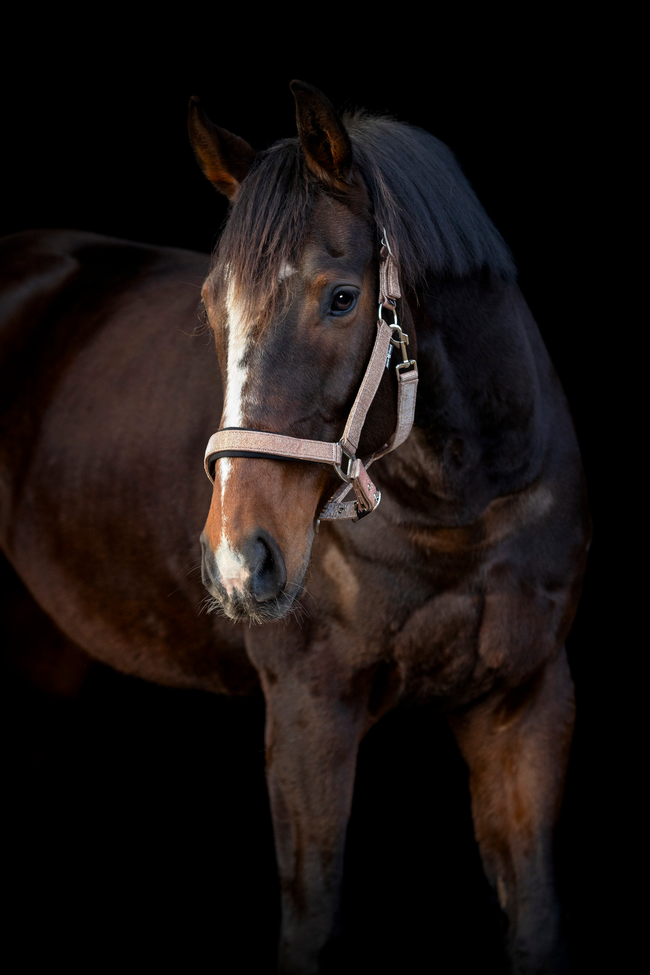 HorseGuard FW26 Halfter Lowa