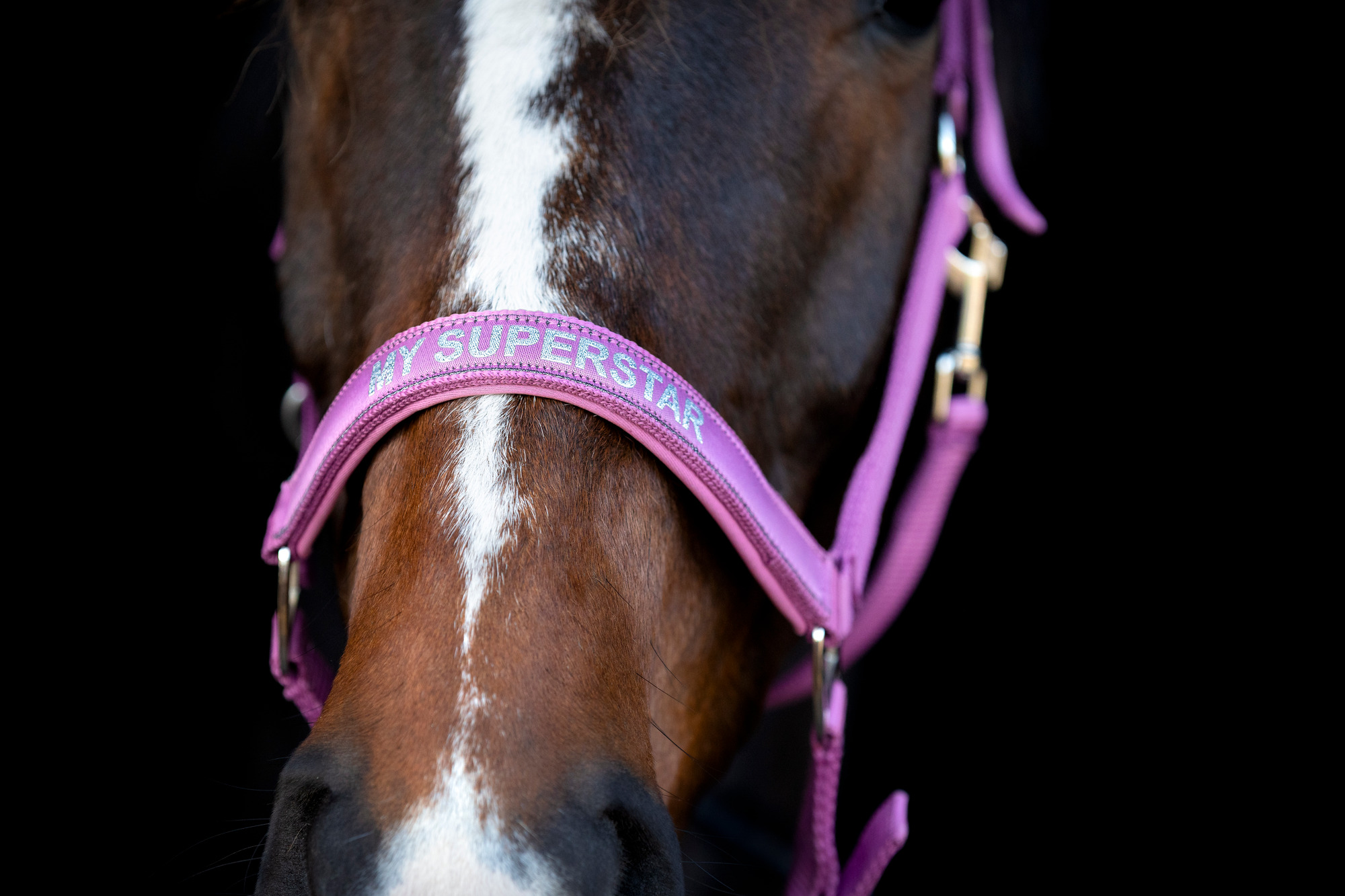 HorseGuard FW26 Malva Halfter