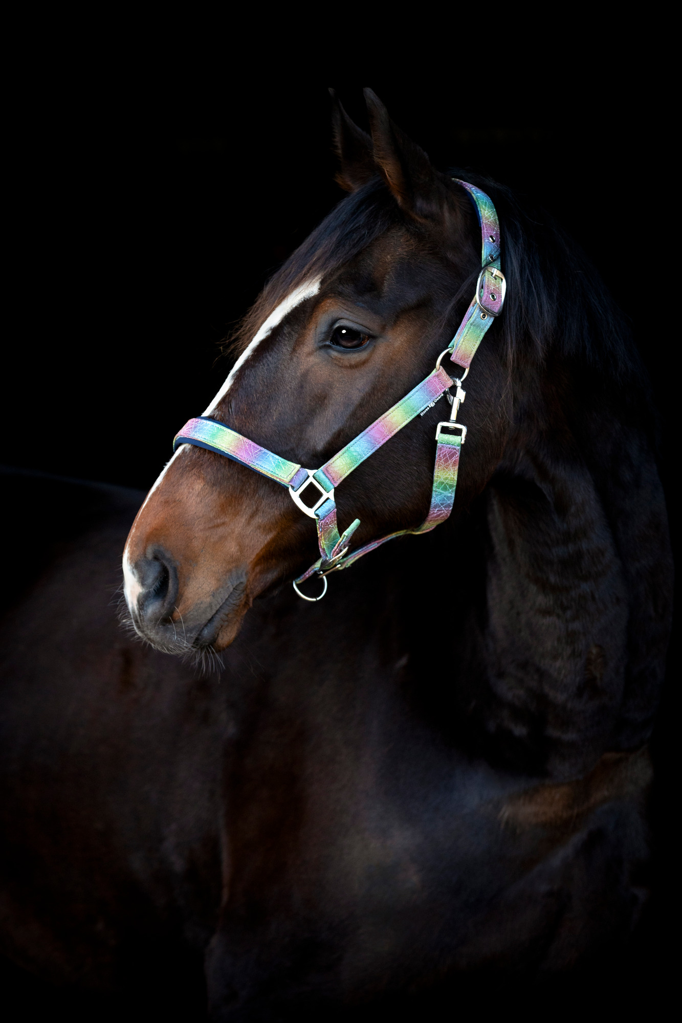 HorseGuard FW26 Halfter Rockford