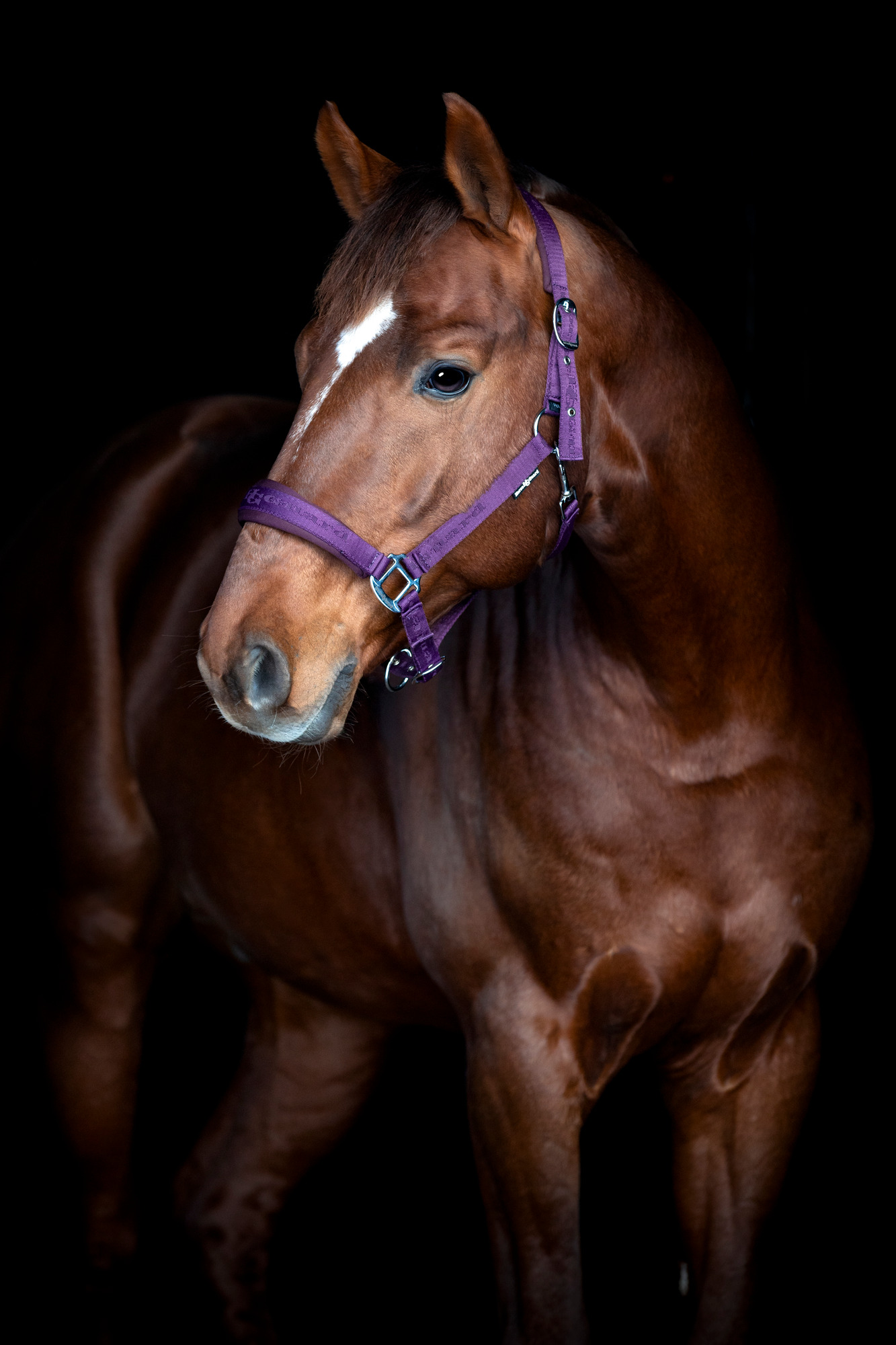 HorseGuard FW26 Halfter Diya 2.0