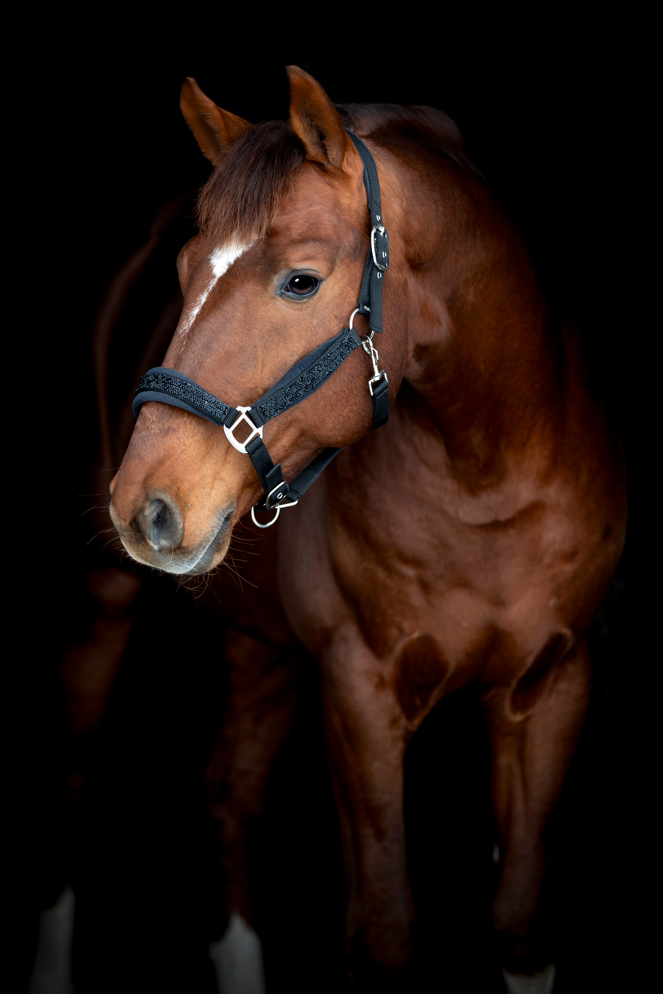 HorseGuard FW26 Halfter Angel Glitter