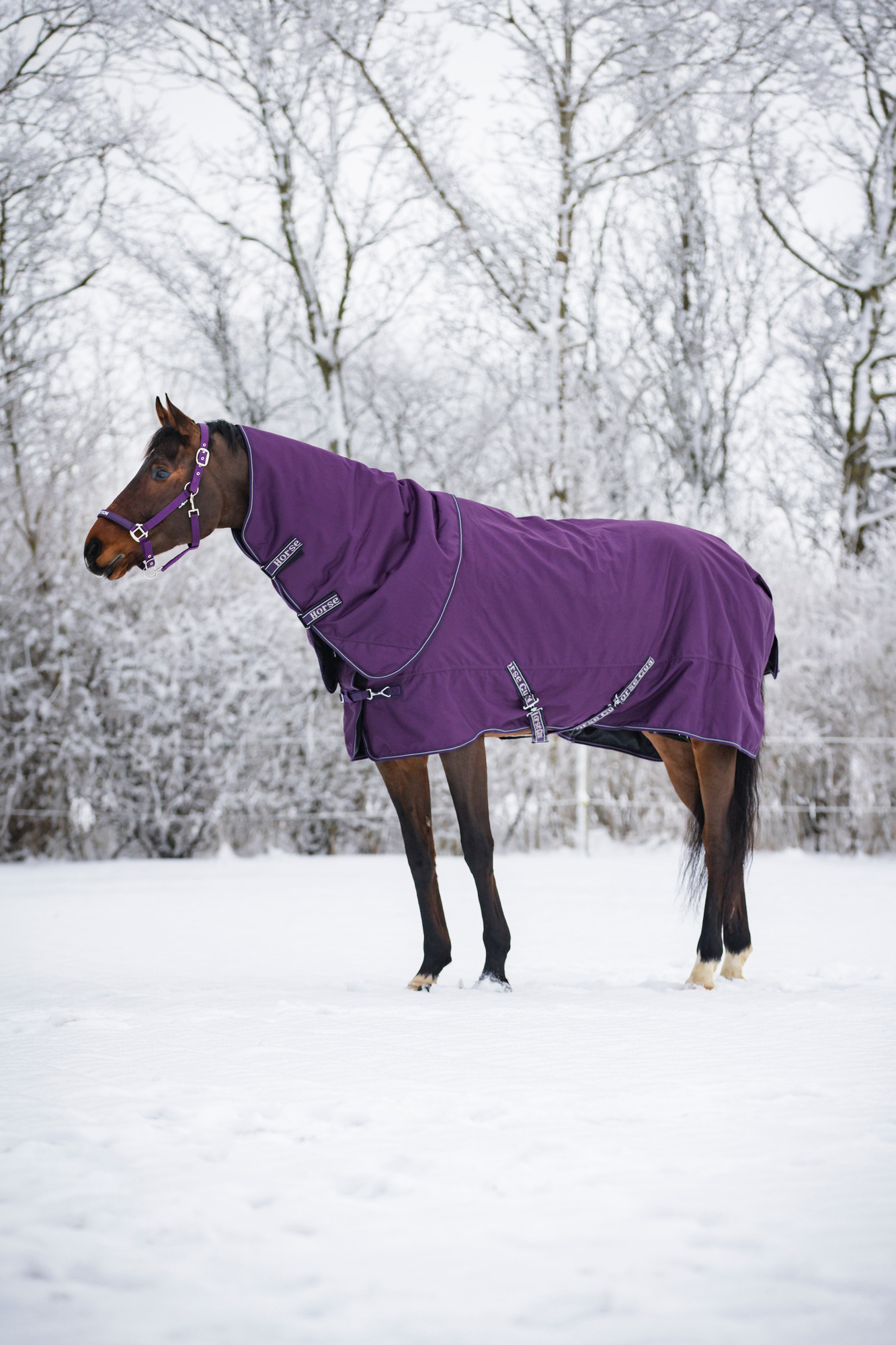 HorseGuard FW26 Weidedecke mit Halsteil Millan 1200D 200g