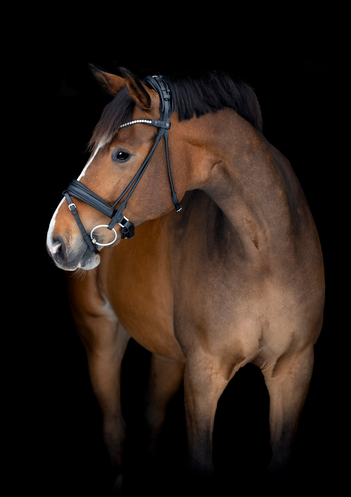Catago FW26 Midlan Bridle