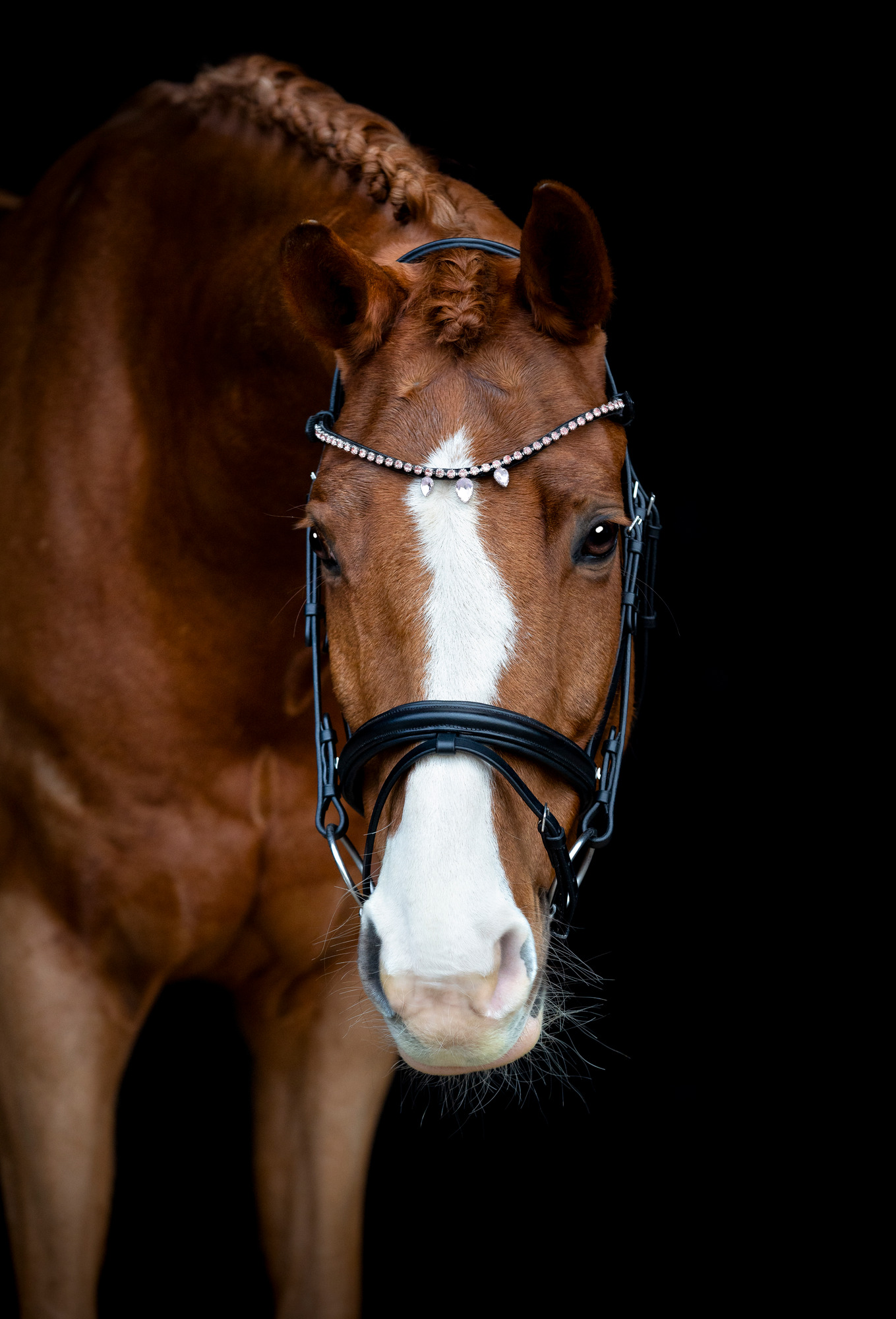 HorseGuard FW26 Stirnriemen Fullerton